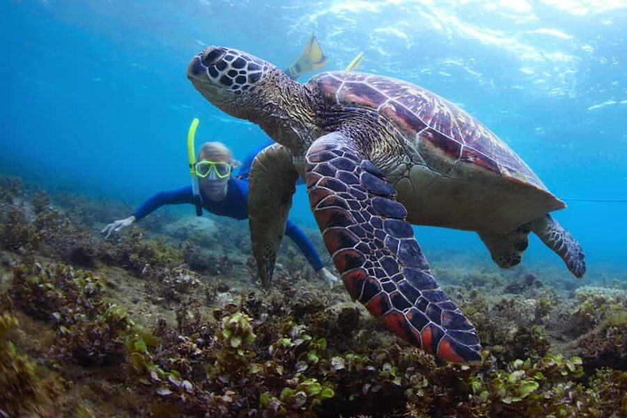 Hikkaduwa Snorkeling Tour: 2 Hours of Underwater Adventure - Hikkaduwa Bay, and why shallow reefs matter