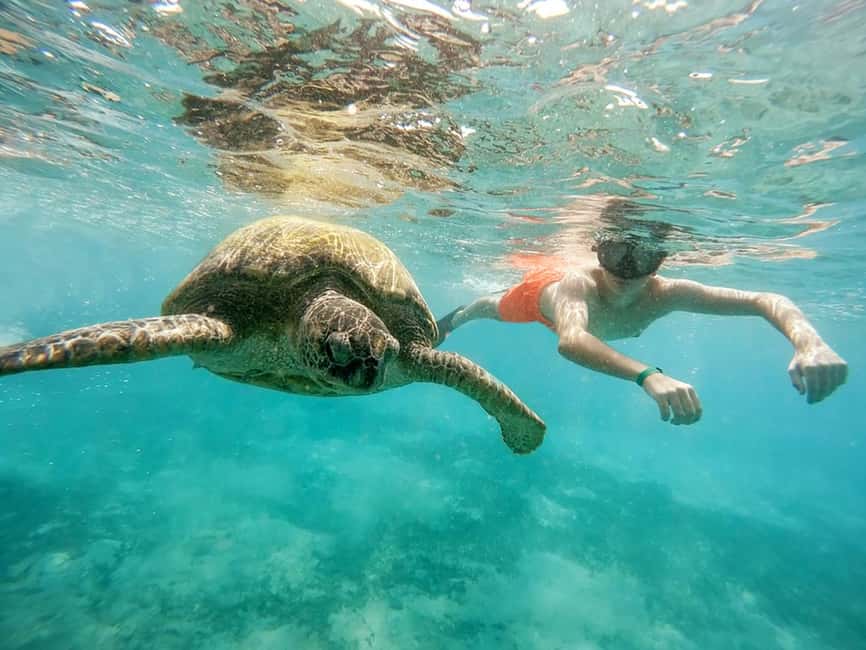 Hikkaduwa Snorkeling Tour: 2 Hours of Underwater Adventure - Who should book this snorkeling tour in Hikkaduwa