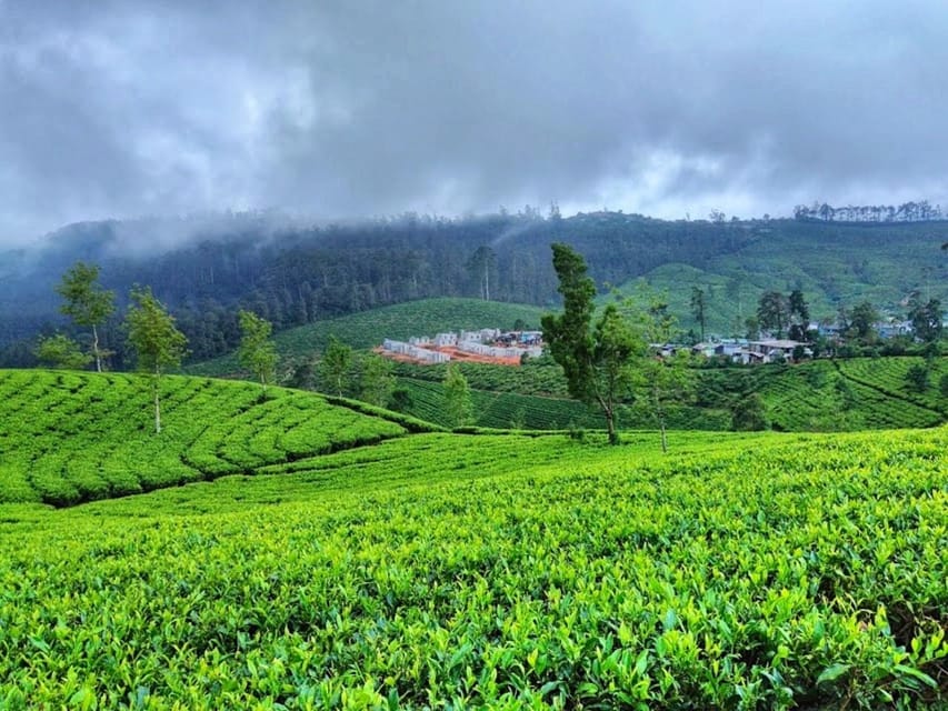Horton plains: Discover real essence of central highland - Final verdict: should you book this Horton Plains and tea day?