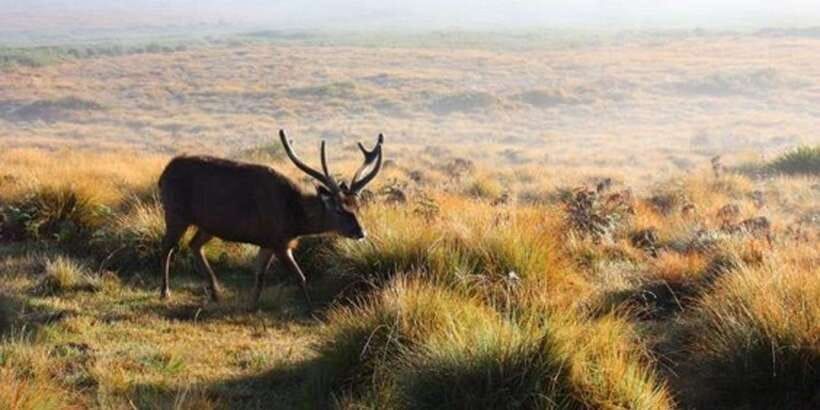 Horton plains: Discover real essence of central highland - World’s End and Baker’s Falls: what the trek actually feels like