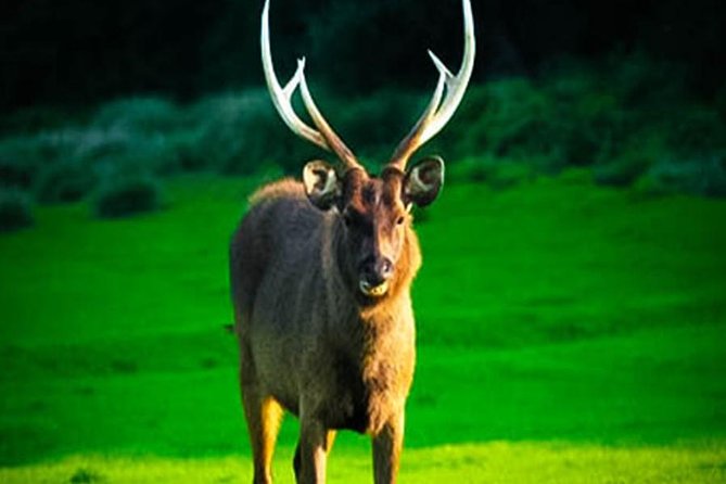 Horton Plains-World's End Tour From Nuwaraeliya - Door-to-door logistics from Nuwara Eliya, and why comfort matters at 5:00 am