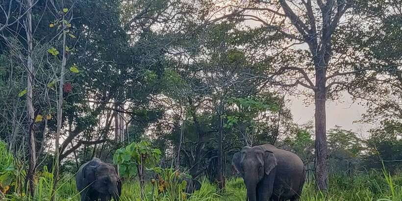 Hurulu Eco Park: 3-Hour Morning or Evening Safari - 6 Key Things That Make Hurulu Eco Park Worth 3 Hours