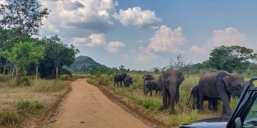 Hurulu Eco Park: 3-Hour Morning or Evening Safari - Where Hurulu Eco Park Fits in Sri Lanka’s Elephant Circuit
