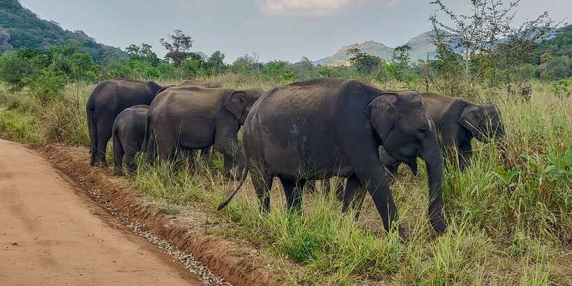 Hurulu Eco Park: 3-Hour Morning or Evening Safari - What You Actually Go Looking For: Elephants First, Then the Extras
