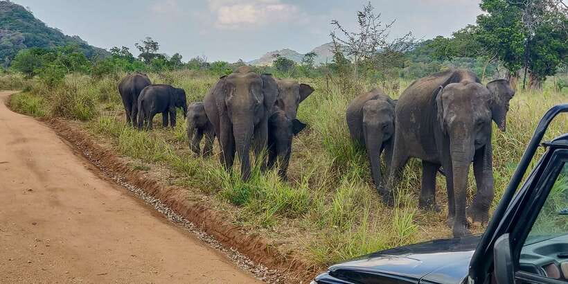 Hurulu Eco Park: 3-Hour Morning or Evening Safari - Tracker and Driver: The Difference Between Seeing and Finding