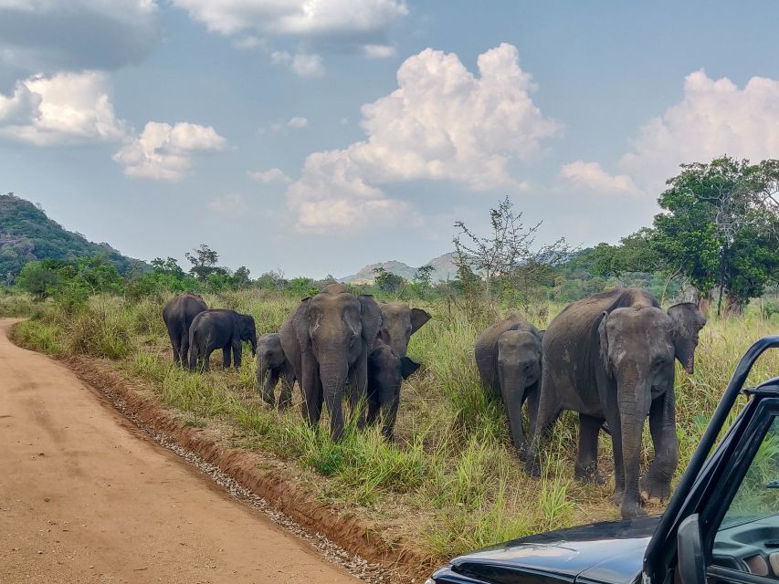 Hurulu Eco Park: 3-Hour Morning or Evening Safari - Price and Value: What You Pay for, What You Still Need to Budget