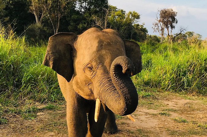 Hurulu Eco Park Half Day Safari - Minneriya in the Afternoon: Elephant Gathering Time