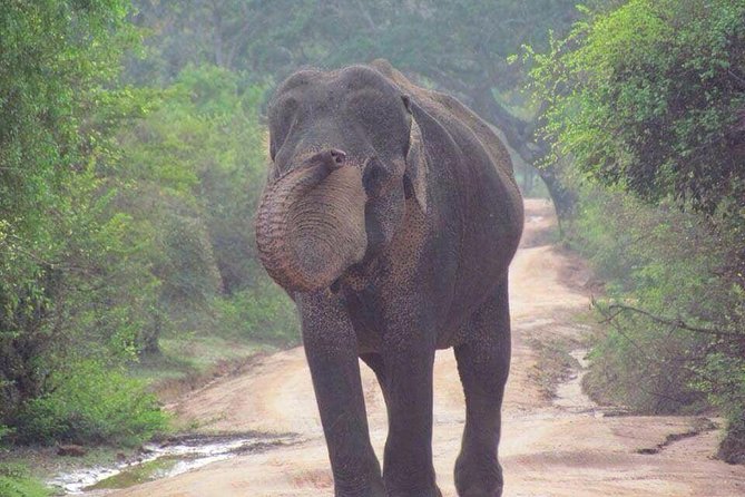 Hurulu eco park jeep safari - A 3 to 4 hour wildlife plan that actually feels realistic