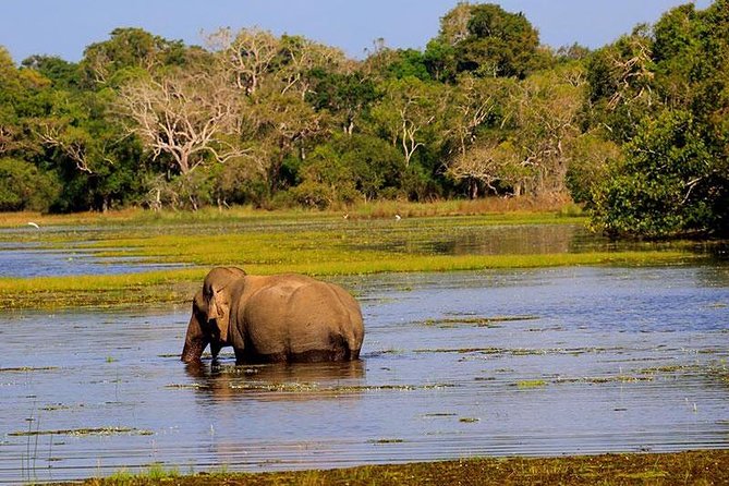 Hurulu eco park jeep safari - Late afternoon elephant odds, and the simple strategy I’d use