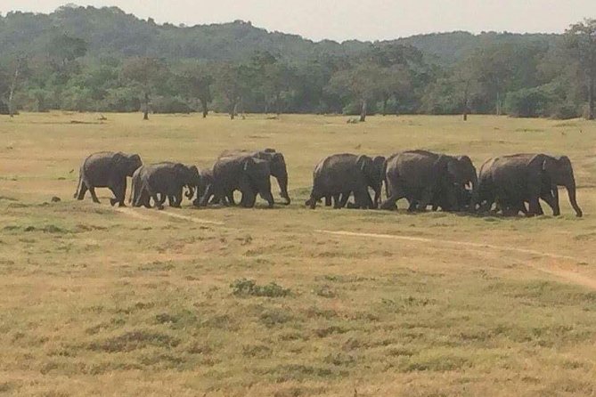 Hurulu eco park jeep safari - What happens during the jeep safari, step by step