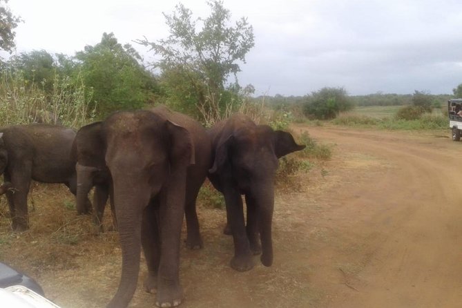 Hurulu eco park jeep safari - Price, value, and where the extra money shows up