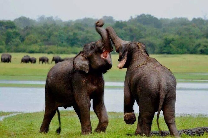 Hurulu eco park jeep safari - What you can realistically expect to see
