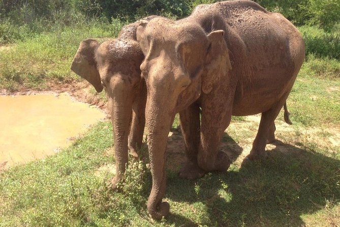 Hurulu eco park jeep safari - Rain, weather, and why it affects your safari experience