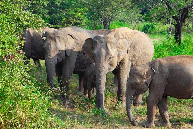 Hurulu Eco Park Private Safari - Key takeaways before you go