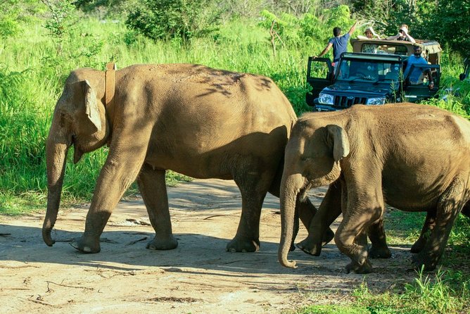 Hurulu Eco Park Private Safari - Beyond elephants: what else you might spot on the drive