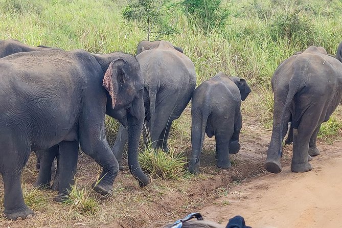 Hurulu Eco Park Private Safari - Tips to improve your chances of great sightings