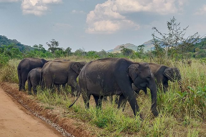Hurulu Eco Park Private Safari - Who should book this Hurulu Eco Park private safari