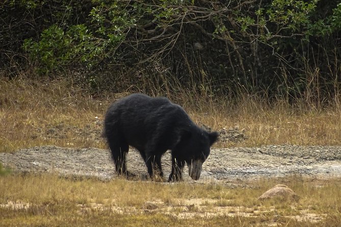 Jeep Safari at Kumana National Park - Quick hits on this Kumana jeep safari