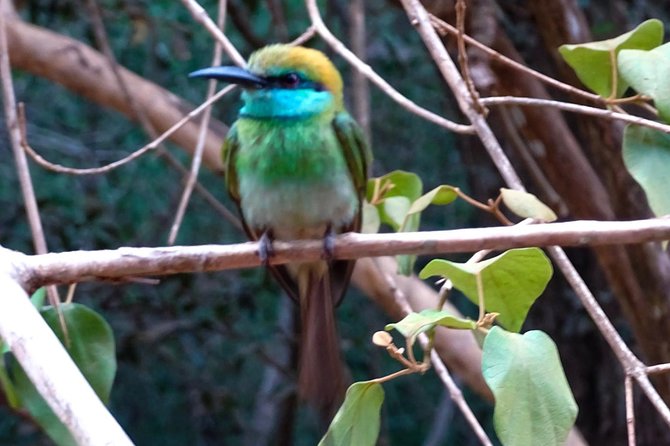 Jeep Safari at Kumana National Park - Wildlife odds: jackals, elephants, leopards, and rare cats