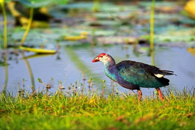 Kalametiya Bird Sanctuary Catamaran Bird Watching Tour - Key highlights at Kalametiya by catamaran