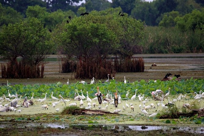 Kalametiya Bird Sanctuary Catamaran Bird Watching Tour - The real schedule: 3 to 5 hours, including travel time
