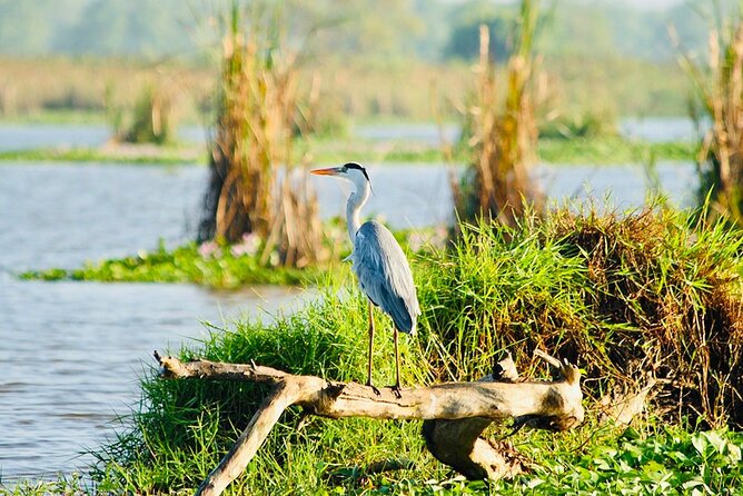 Kalametiya Bird Sanctuary Catamaran Bird Watching Tour - Boarding the catamaran: what to watch for right away