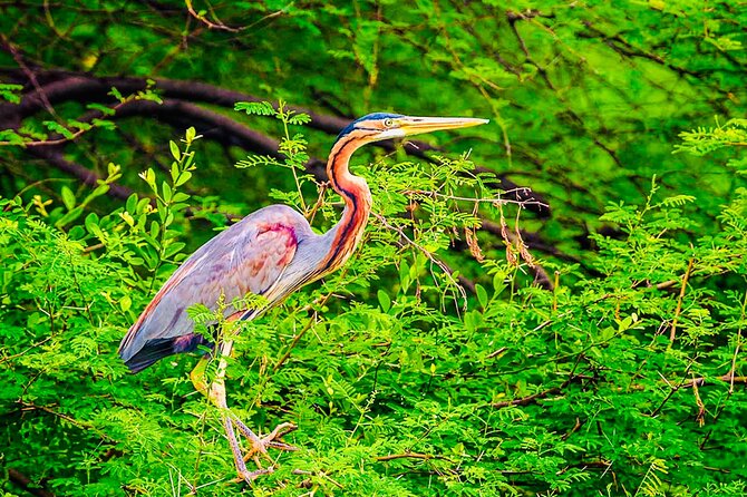 Kalametiya Bird Sanctuary Catamaran Bird Watching Tour - 2 to 3 hours at Kalametiya: a peaceful rhythm for real bird watching