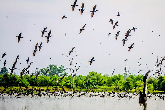 Kalametiya Bird Sanctuary Catamaran Bird Watching Tour - Paddle experience option: changing the feel of the same outing