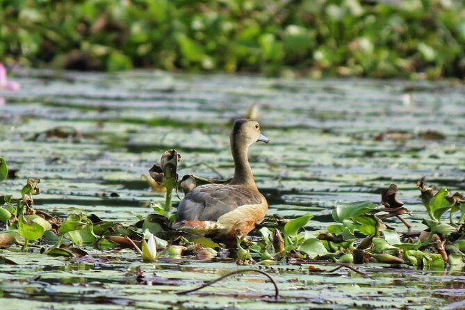 Kalametiya Bird Sanctuary Catamaran Bird Watching Tour - Private tour comfort: only your group, guided from start to finish