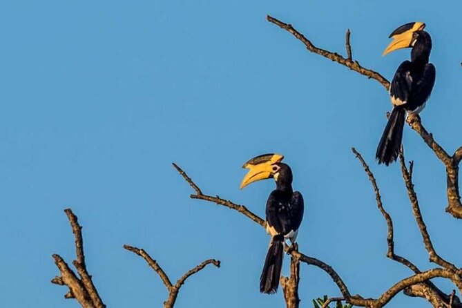 Kalametiya Bird Sanctuary Catamaran Bird Watching Tour - Price and value: $55 per person for catamaran bird time