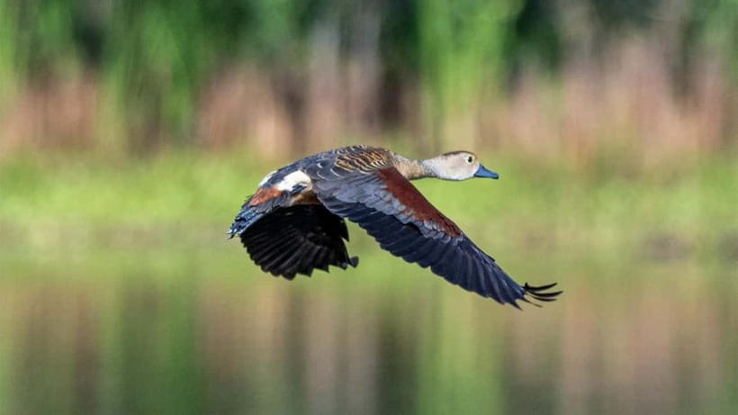 Kalametiya Sanctuary: Bird Watching by Private Boat Tour - Key Takeaways Before You Go