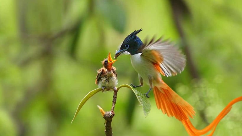 Kalametiya Sanctuary: Bird Watching by Private Boat Tour - Kalametiya by Private Boat: Why This Sanctuary Feels Different