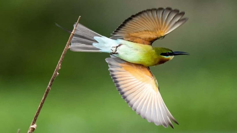 Kalametiya Sanctuary: Bird Watching by Private Boat Tour - The Bird List You Actually Care About