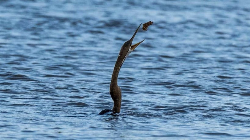 Kalametiya Sanctuary: Bird Watching by Private Boat Tour - Price and Value: Is $25 a Fair Deal?
