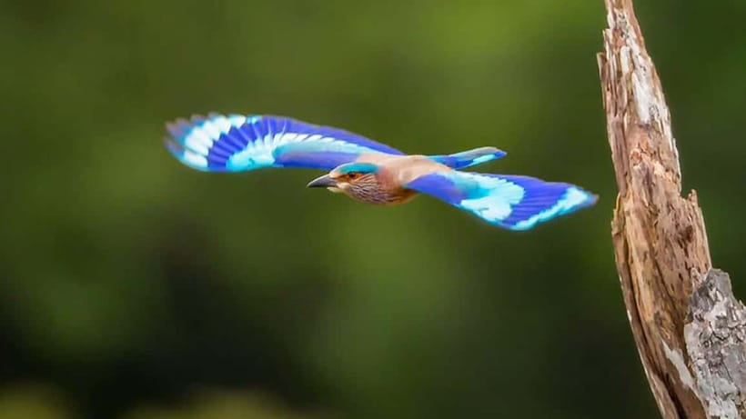 Kalametiya Sanctuary: Bird Watching by Private Boat Tour - Refreshments Included, But Not a Full Meal