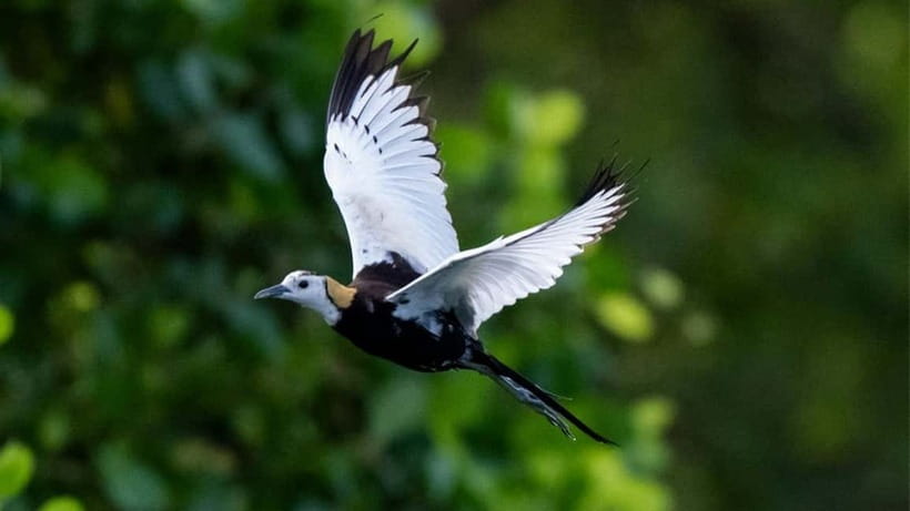 Kalametiya Sanctuary: Bird Watching by Private Boat Tour - Two Hours on the Water: Sunrise Versus Sunset Magic