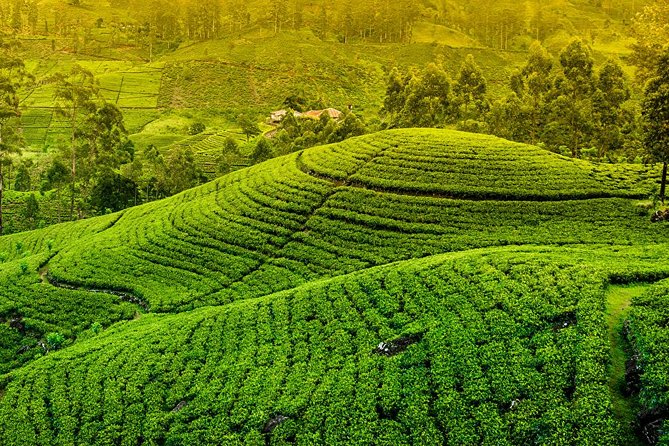 Kandy and Pinnawala Private Day Tour from Colombo/Negombo - Tea plantation and tea factory visit: one hour that pays off