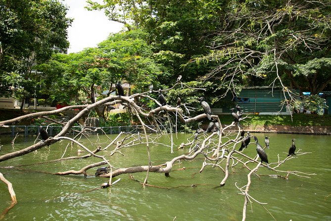 Kandy City Day Tour with a verified tour guide - Why Kandy feels special early in the day
