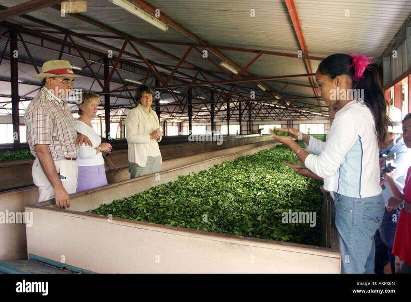 Kandy City Explore Full Day Tour , Like a Local - Peradeniya Gardens and Ceylon Tea Factory: Green Time Without Getting Lost