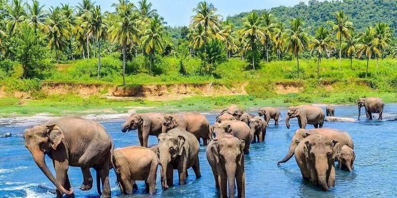Kandy: City Highlights and Ramboda Waterfall Trip - Ceylon Tea Factory and Tea Estate Views: Scenery with Context