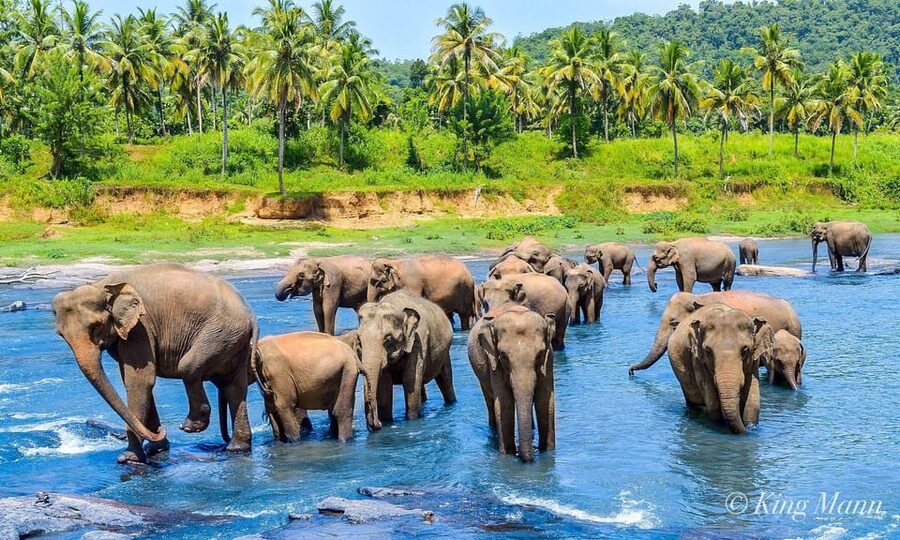 Kandy: City Highlights and Ramboda Waterfall Trip - Transport Choices: Tuk Tuk vs A/C Mini Van