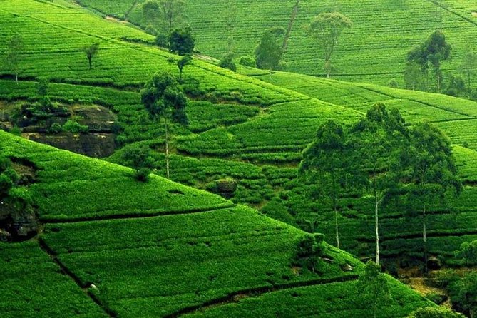 Kandy City Tour - Royal Botanical Gardens: flowers and trees plus real walking time