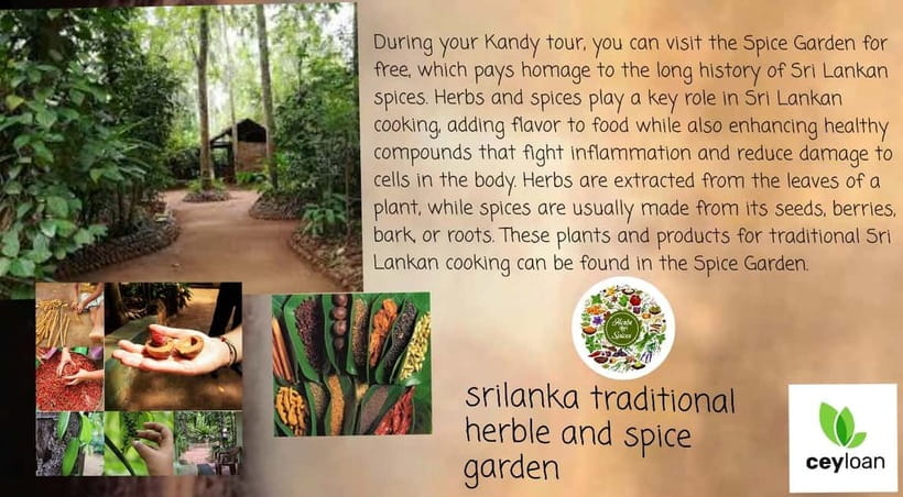 Kandy: City Tour with Temple of the Tooth & Tea Garden - Traditional dance show plus Kandy street food, the fun culture combo