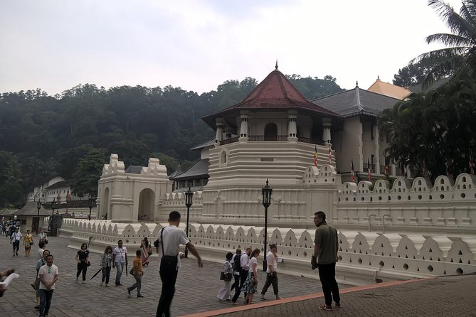 Kandy Day Tour From Colombo - Royal Botanical Gardens, Peradeniya: Your 90 Minutes of Green Calm