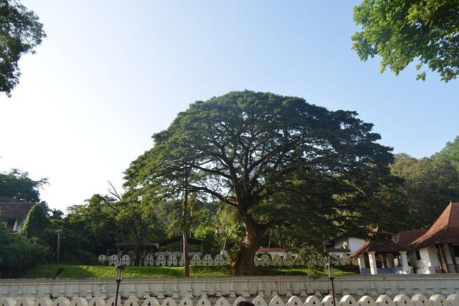 Kandy Full-Day Tour - A 12-hour day from Colombo that still feels focused