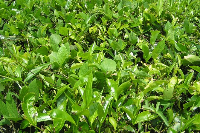 Kandy Full-Day Tour - Susantha Spice and Herbal Garden: Ayurveda in plain, plant-based form