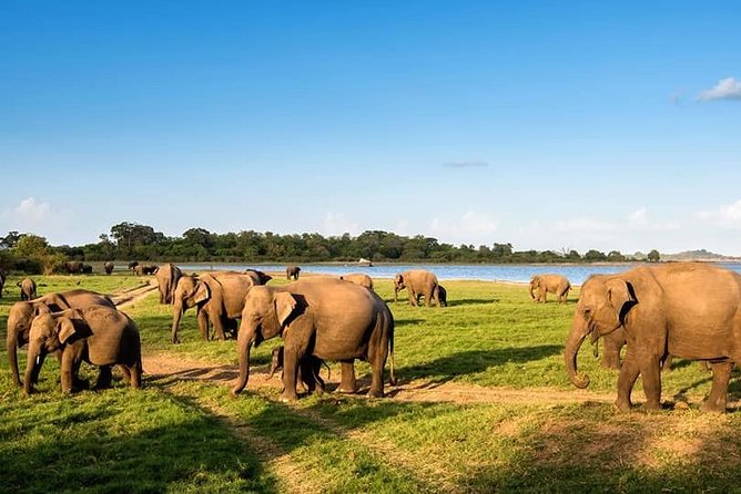 Kandy - Minneriya National park & Sigiriya Rock Fortress - Private Transport - Sigiriya Rock Fortress: When the Stairs Turn Into the Reward