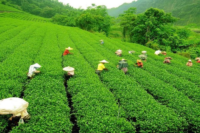 Kandy & Nuwara Eliya | 2 Days Tour - Who this tour suits best (and who might want a different style)