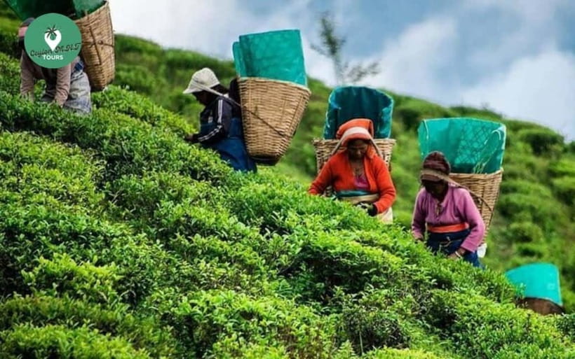 Kandy: Nuwara Eliya Day Explore by Tuk tuk with Local Guide - Why a Kandy to Nuwara Eliya tuk tuk day feels different