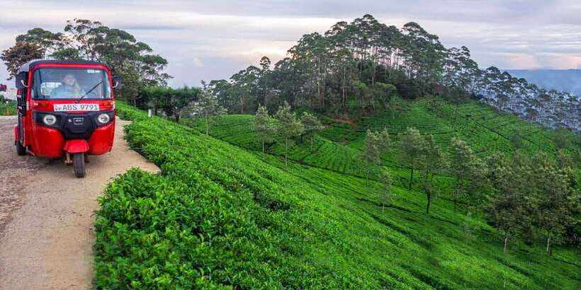 Kandy: Nuwara Eliya Day Trip - Ceylon tea factory and plantation entry, tea that makes sense in one day